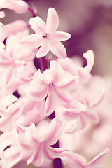 Image showing pink hyacinth flower in spring garden in vintage color tone