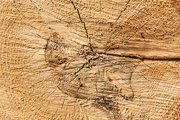 Image showing Wood texture of cut tree trunk, close-up