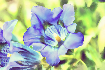 Image showing watercolor illustration of trumpet gentiana blue spring flower