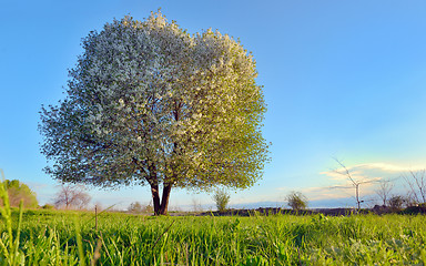 Image showing Blooming cherry tree