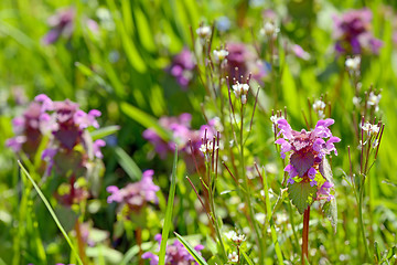 Image showing Lamium maculatum