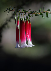 Image showing Native Fuchsia flower