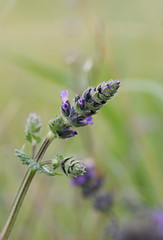 Image showing Lavender Bud