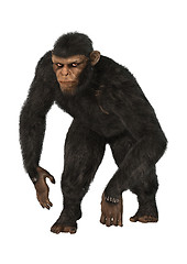 Image showing Chimpanzee