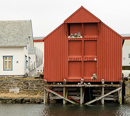 Image showing Seagulls are nesting