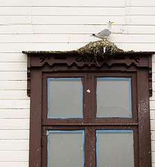 Image showing Seagull is nesting