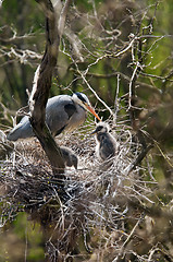 Image showing Grey heron