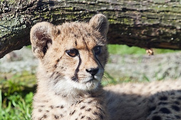 Image showing Cheetah cub