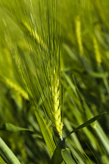 Image showing cereals. close up