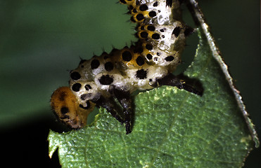 Image showing Rose sawfly larva. Arge ochropus.