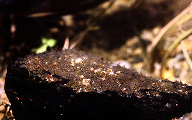 Image showing Banded cichlid newborn fry. Heros Efasciatus