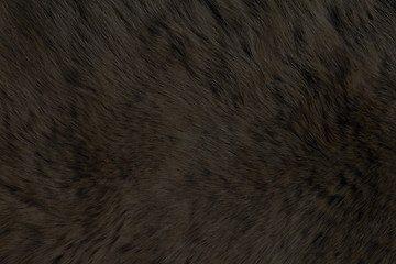 Image showing Fur Animal Textures, Black Bear