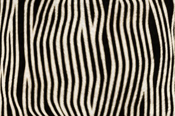 Image showing Fur Animal Textures, Zebra