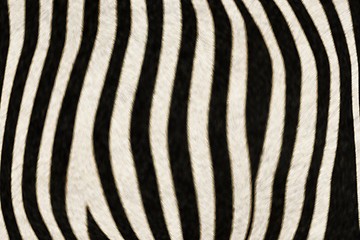 Image showing Fur Animal Textures, Zebra