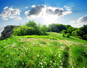 Image showing Meadow of dandelions