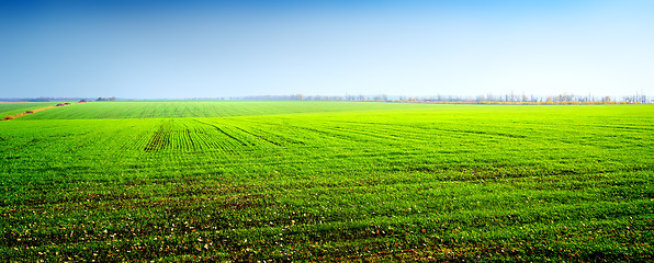 Image showing Field of winter crops