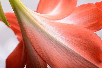 Image showing beautiful pink gladiolus, close up