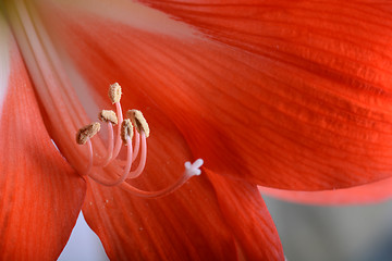 Image showing beautiful red gladiolus, close up