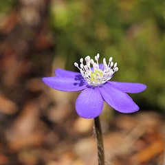 Image showing Anemone hepatica