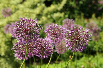 Image showing Alium Giganteum