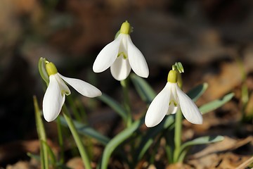 Image showing Snowdrops