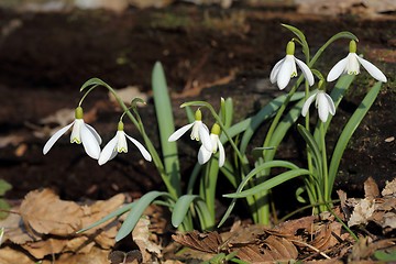 Image showing Snowdrops