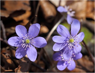 Image showing Anemone hepatica.