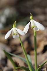 Image showing Snowdrops