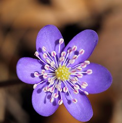 Image showing Anemone hepatica