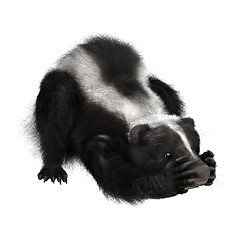 Image showing Skunk