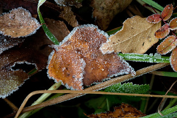 Image showing autumn leaves and hoarfrost pattern