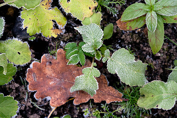 Image showing autumn leaves and hoarfrost pattern