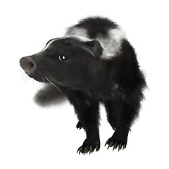 Image showing Skunk