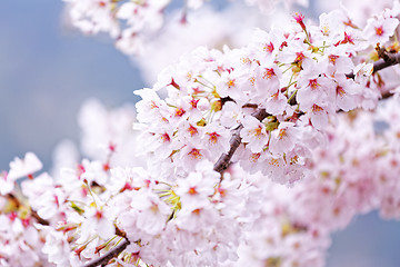 Image showing Sakura blossom