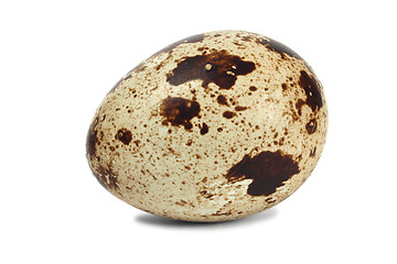 Image showing Quail egg
