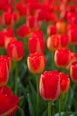 Image showing colorful tulips field 