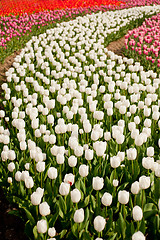 Image showing colorful tulips field 