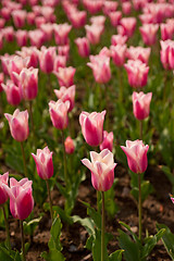 Image showing colorful tulips field 