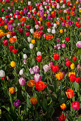 Image showing colorful tulips field 