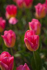 Image showing colorful tulips field 