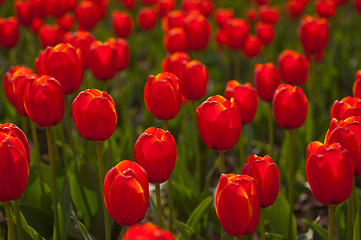 Image showing colorful tulips field 