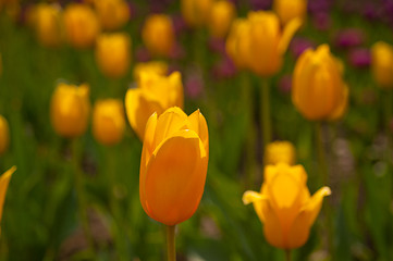 Image showing colorful tulips field 