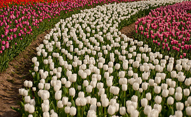 Image showing colorful tulips field 