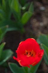 Image showing colorful tulips field 