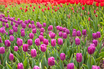 Image showing colorful tulips field 