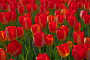 Image showing colorful tulips field 