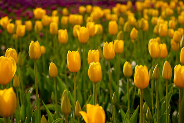 Image showing colorful tulips field 