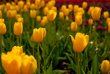 Image showing colorful tulips field 