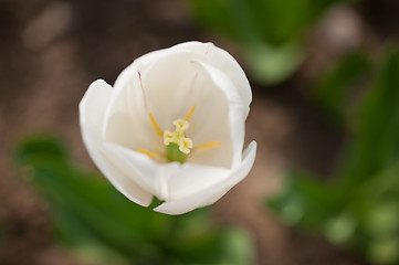 Image showing colorful tulips field 