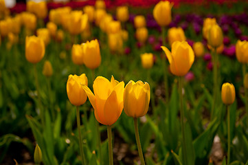 Image showing colorful tulips field 